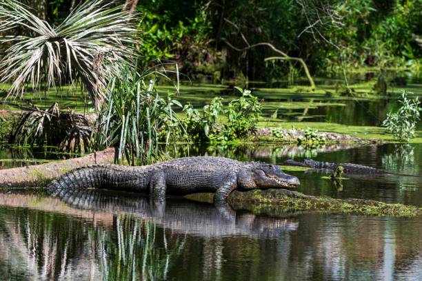 Alligatore nelle paludi dell'Everglades National Park