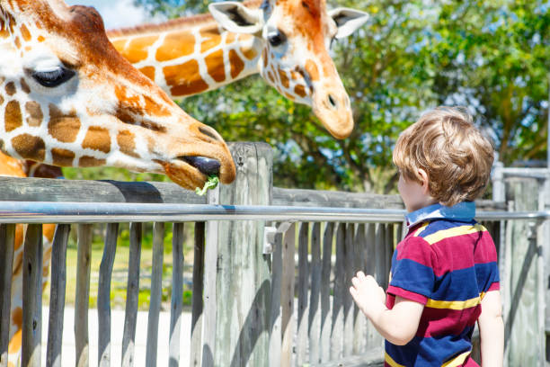 Giraffe allo Zoo Miami